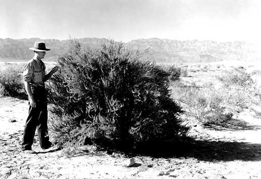 Arrow weed at Stovepipe Wells with Don Curry, Park Naturalist, Death Valley National Park. (973f37990b4549b988ca7b479a3bc83d).jpg