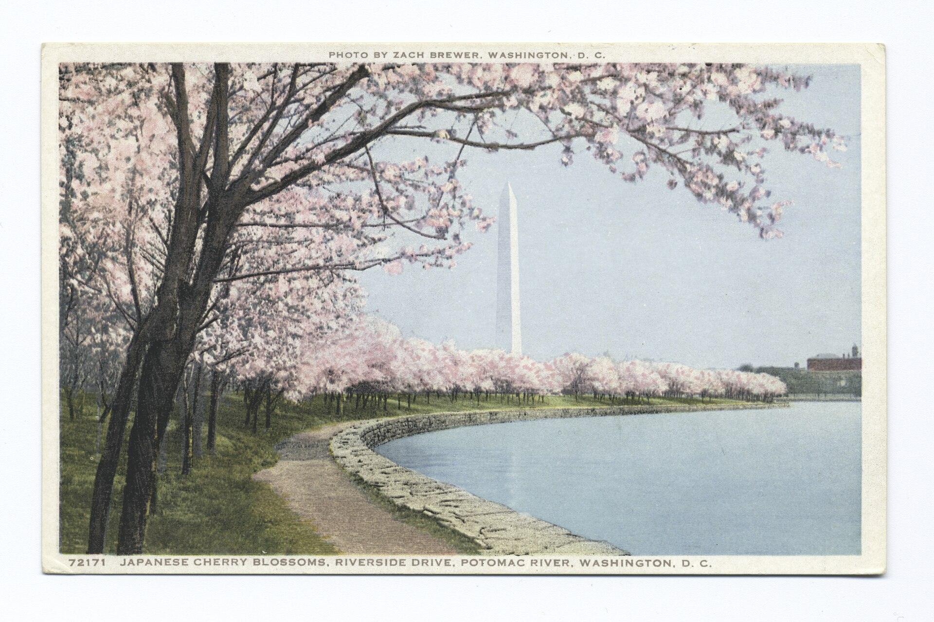 Japanese Cherry Blossoms, River. Dr. , Potomac River, Washington, D. C (NYPL b12647398-74414).tiff