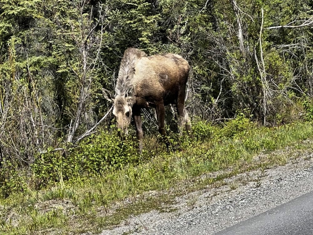 Denali