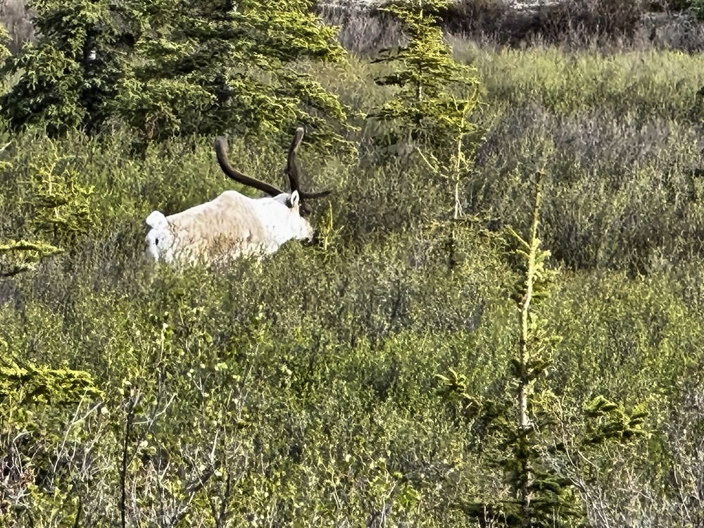 Denali