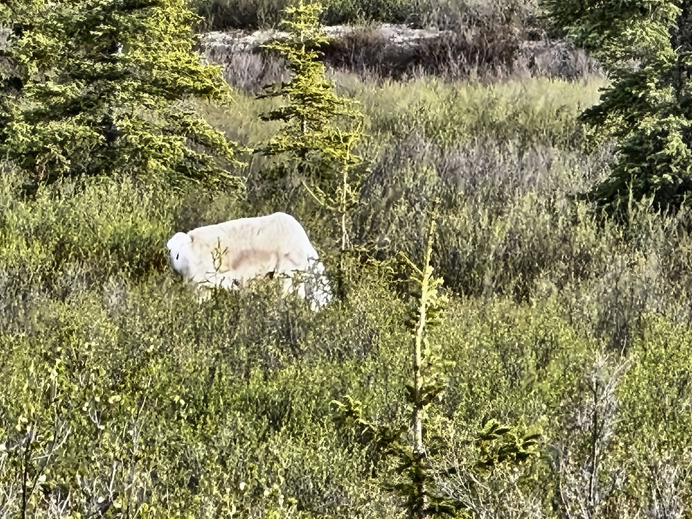 Denali