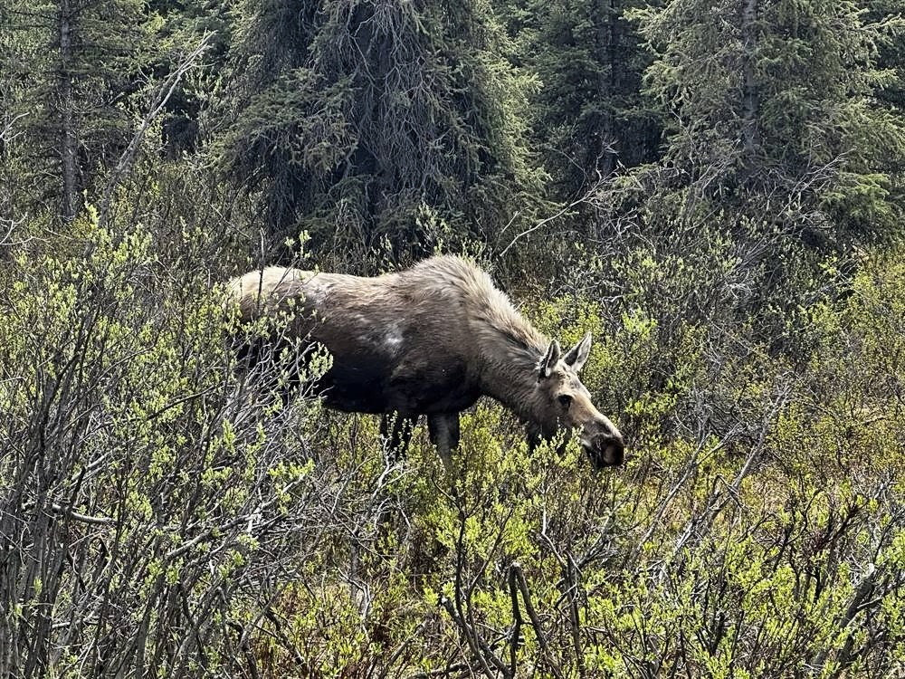 Denali