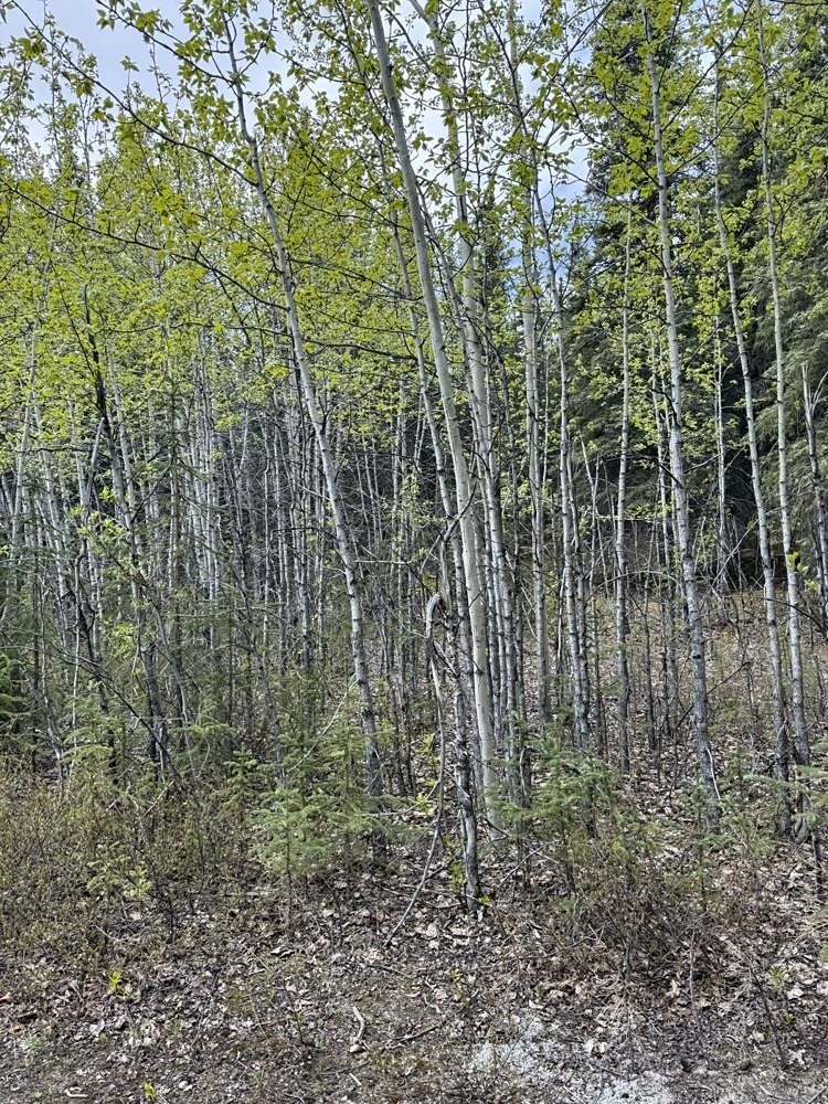 Denali