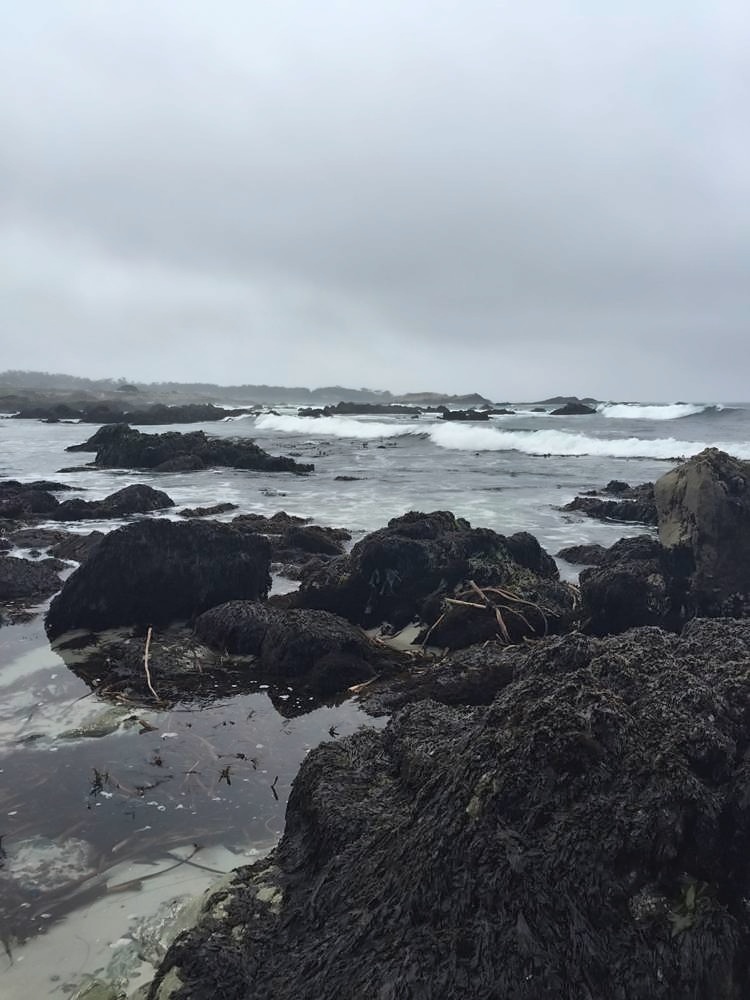 Monterey