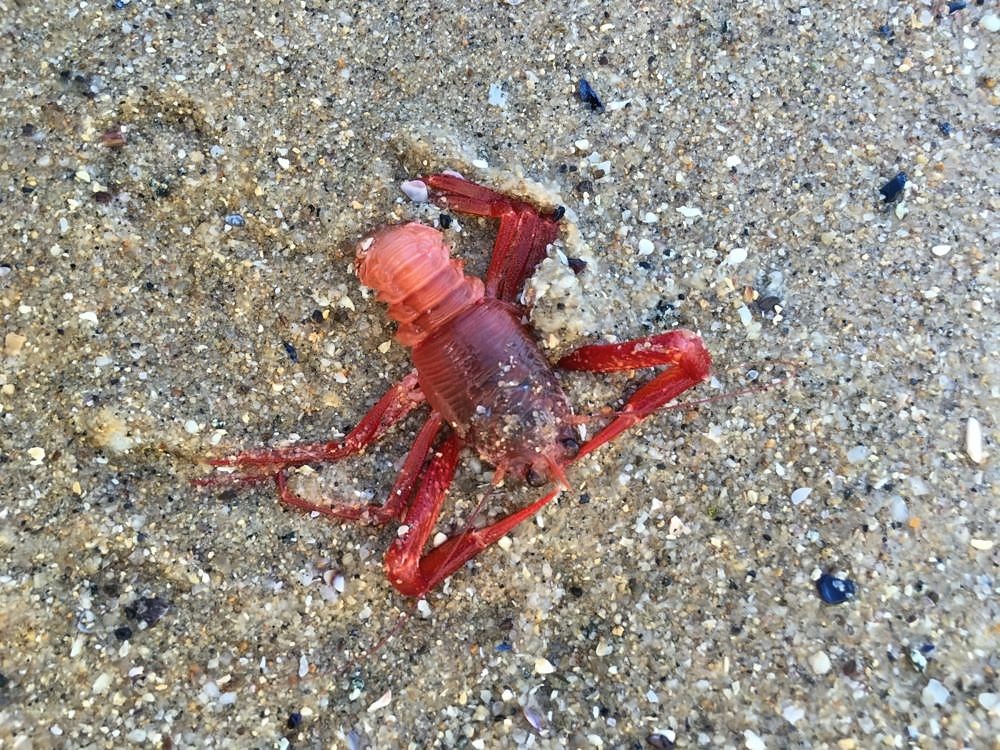 Monterey