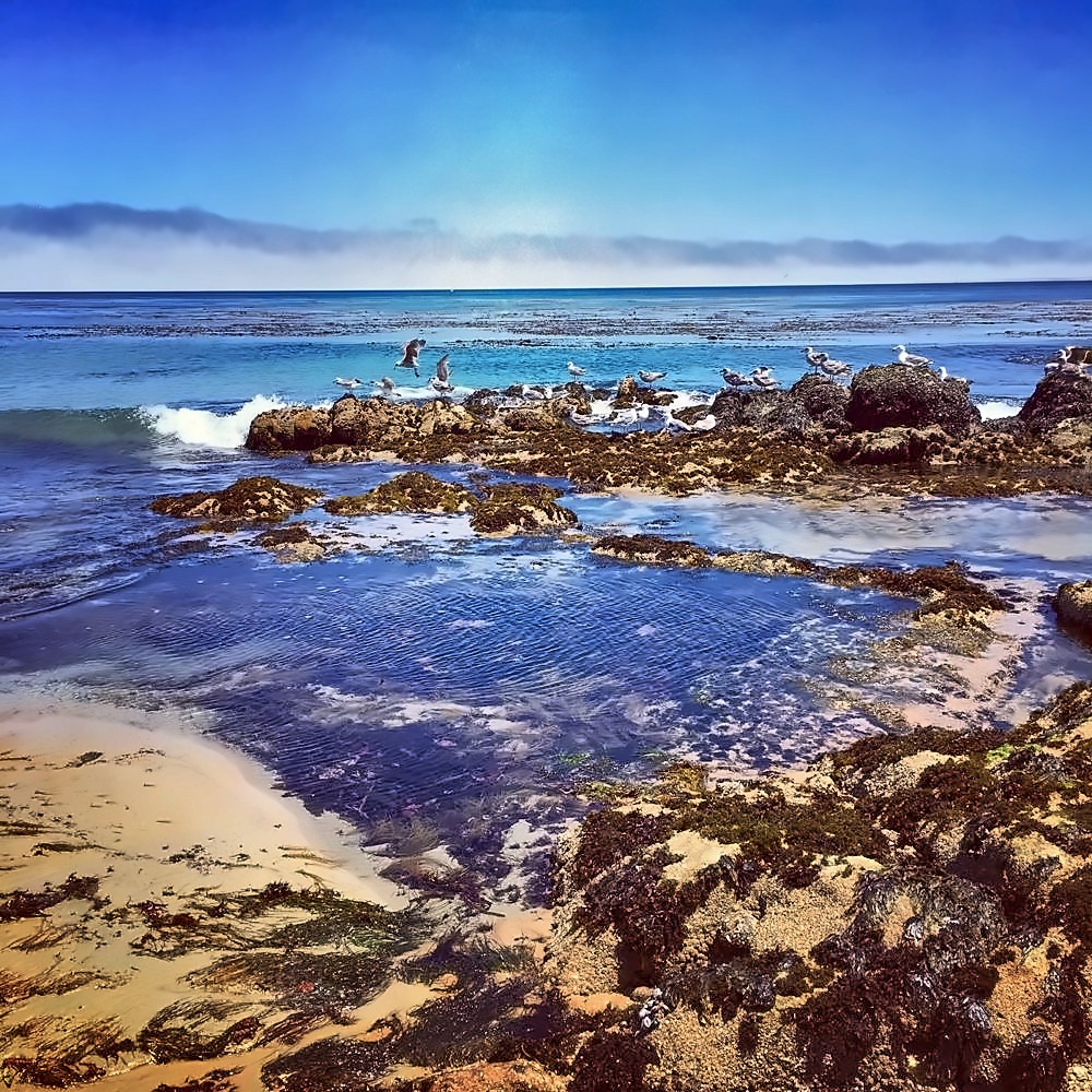Monterey