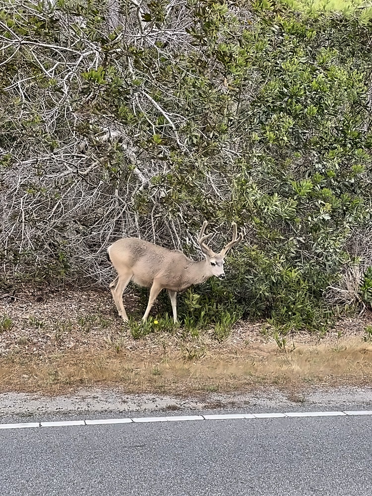 Carmel