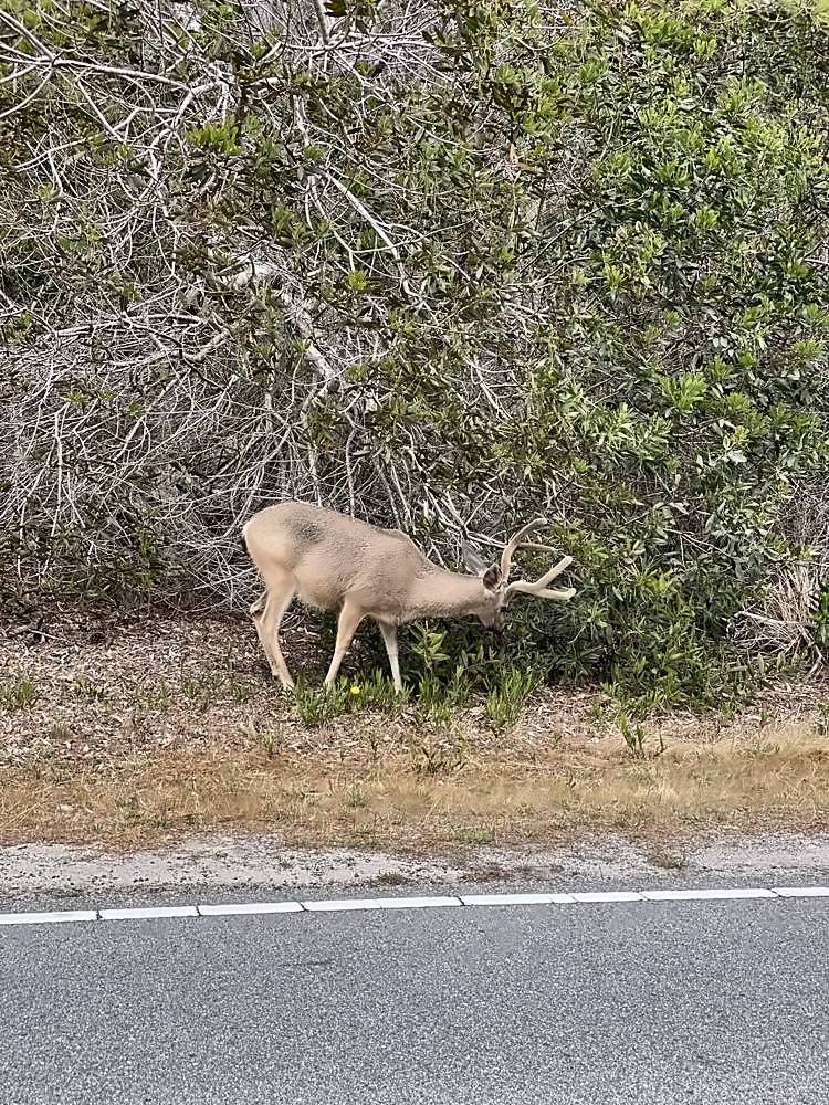 Carmel