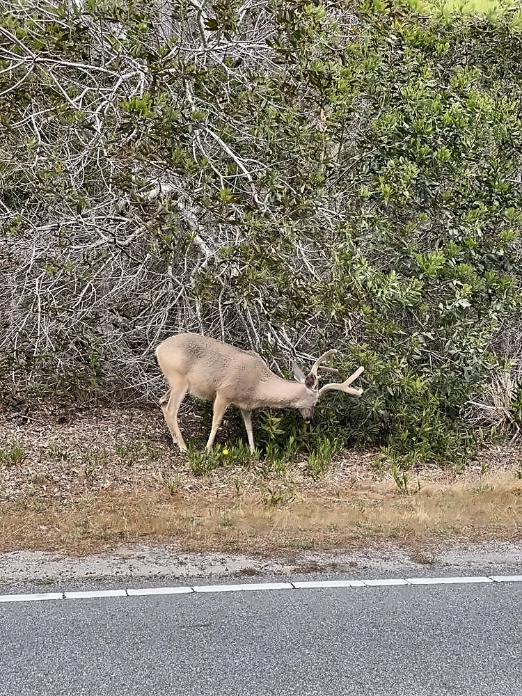 Carmel