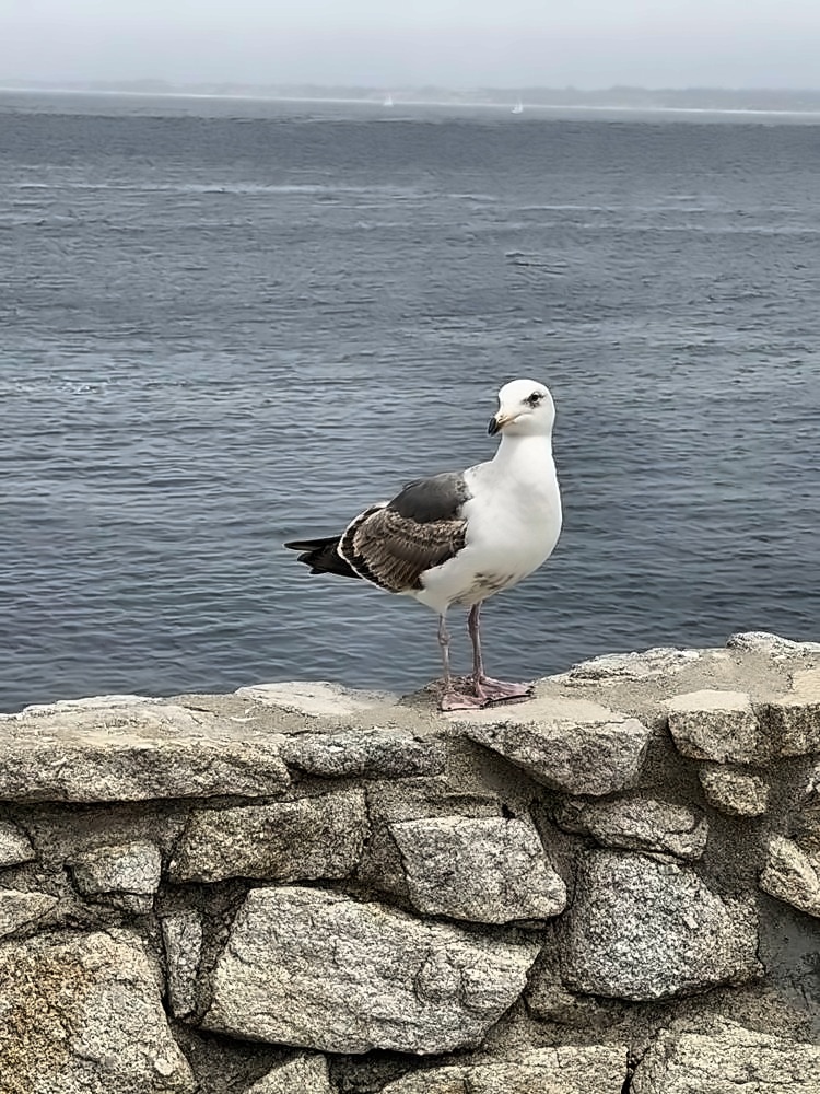 Monterey
