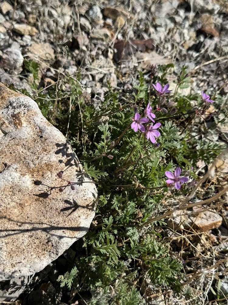 Rhyolite β my photo 93