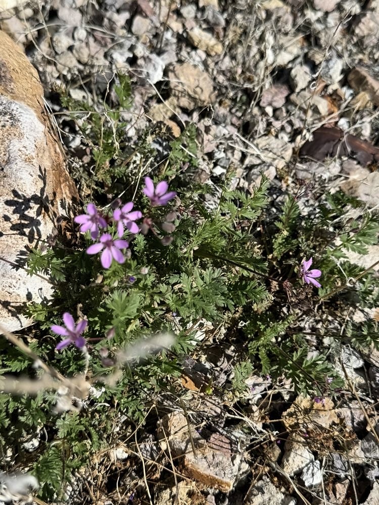 Rhyolite β my photo 90