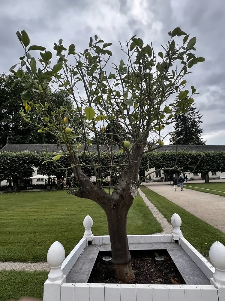 Château de Chenonceau — my photo 18