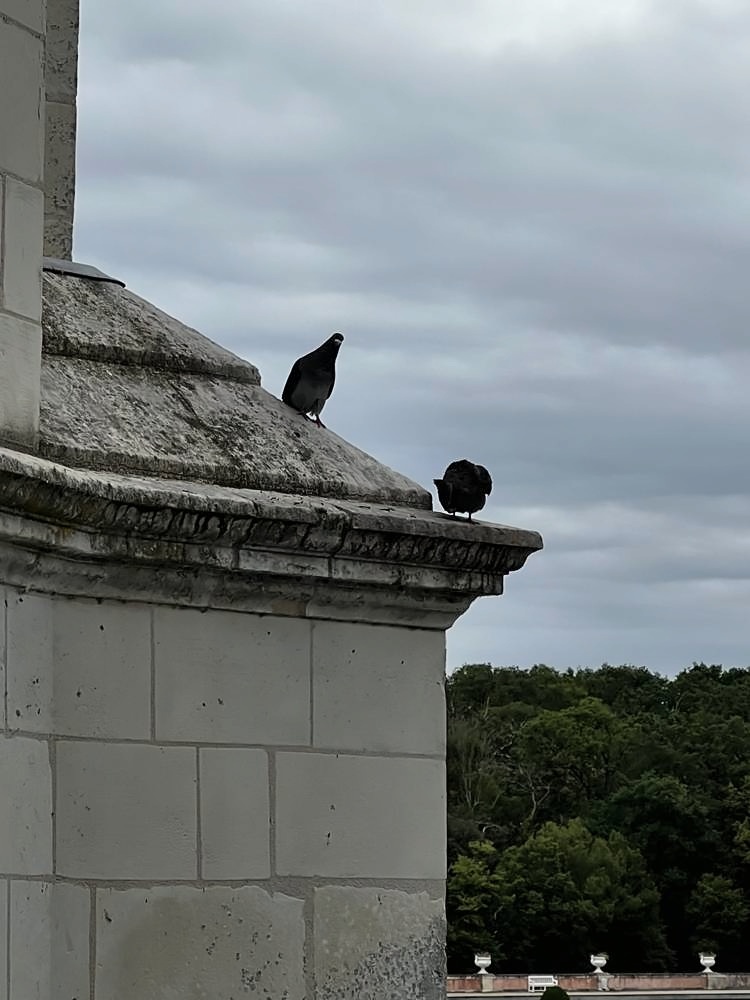 Château de Chenonceau — my photo 6
