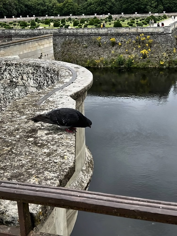 Château de Chenonceau — my photo 50