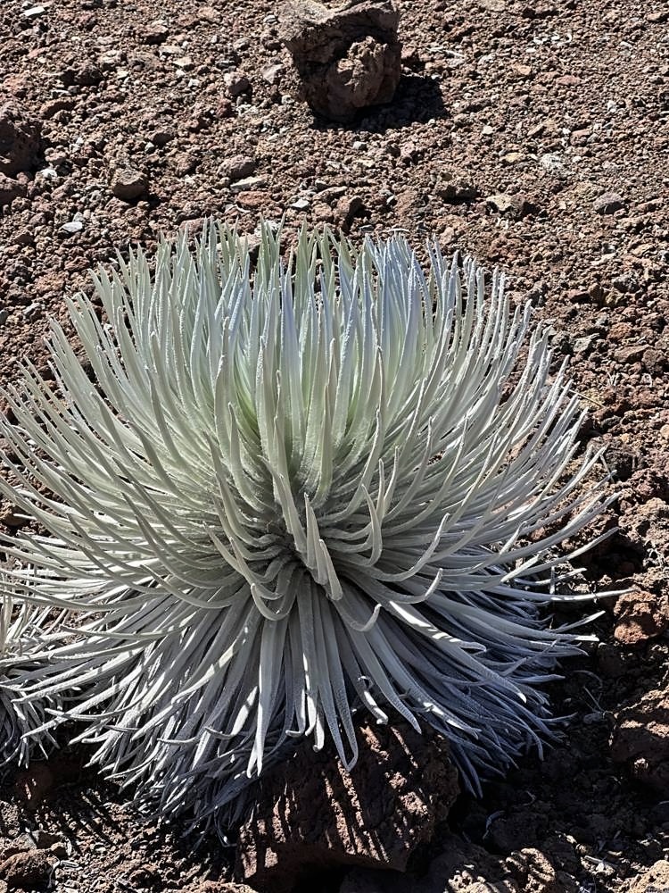 Haleakalā Summit