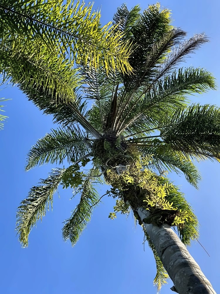 Kahanu Garden, Hāna
