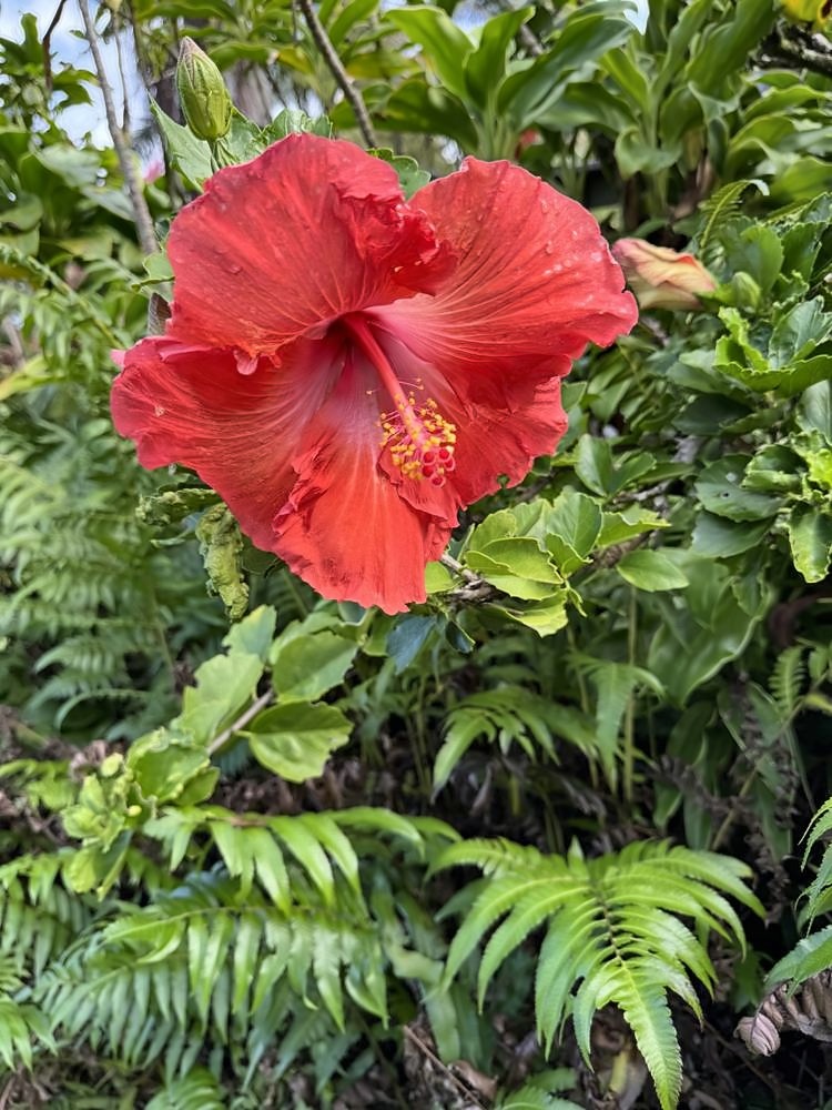 Kahanu Garden, Hāna