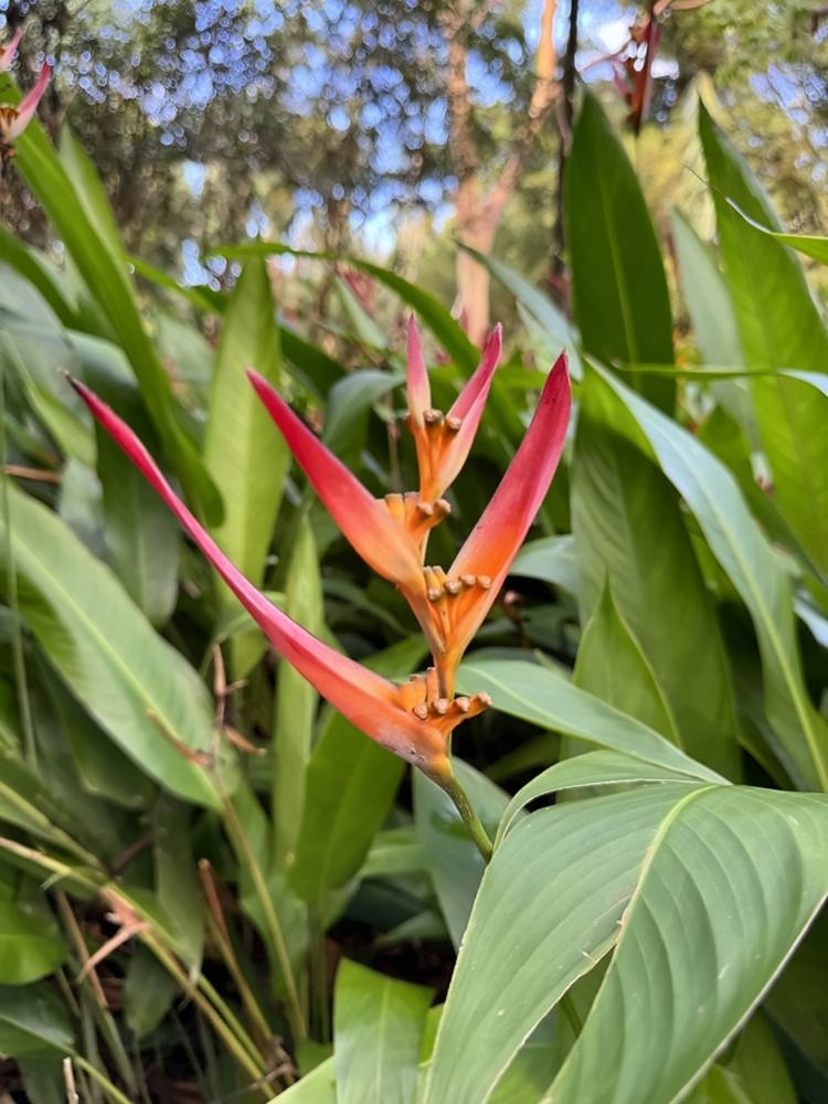 Kahanu Garden, Hāna