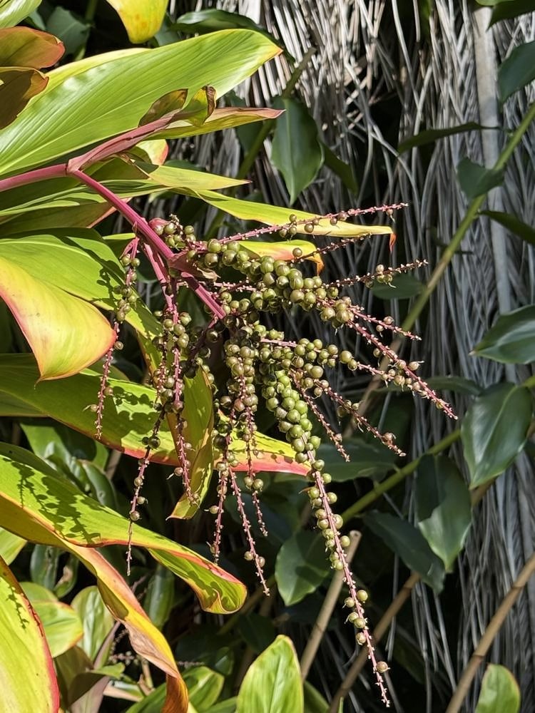 Kahanu Garden, Hāna