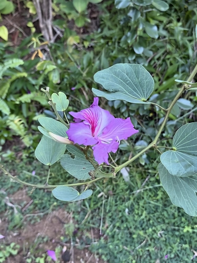 Kahanu Garden, Hāna