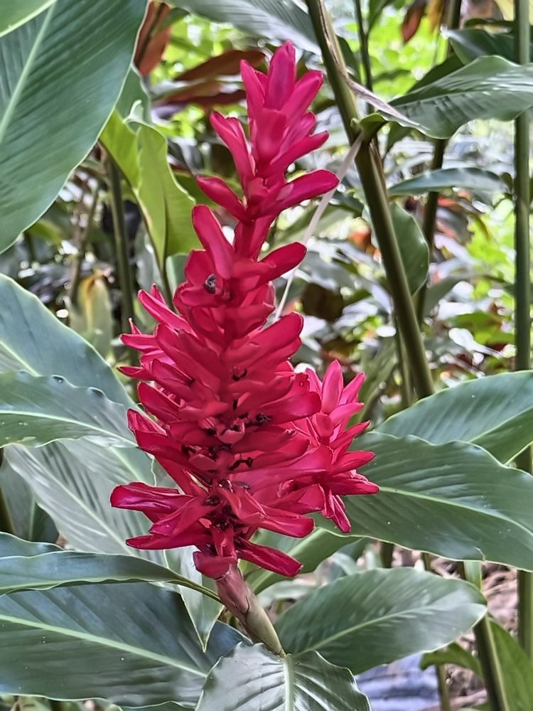 Kahanu Garden, Hāna