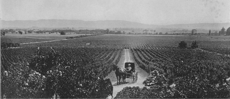 A buggy in the Rhinefarm rows, looking out over Sonoma Valley
