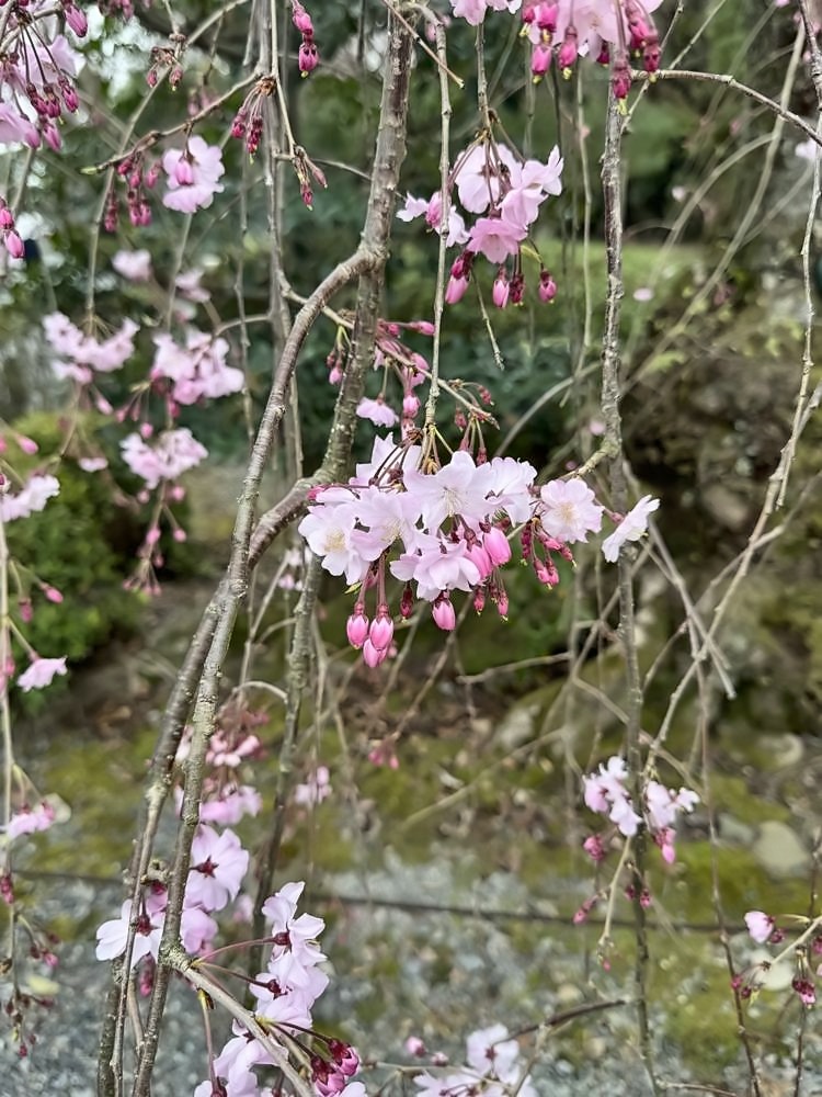 Kyoto
