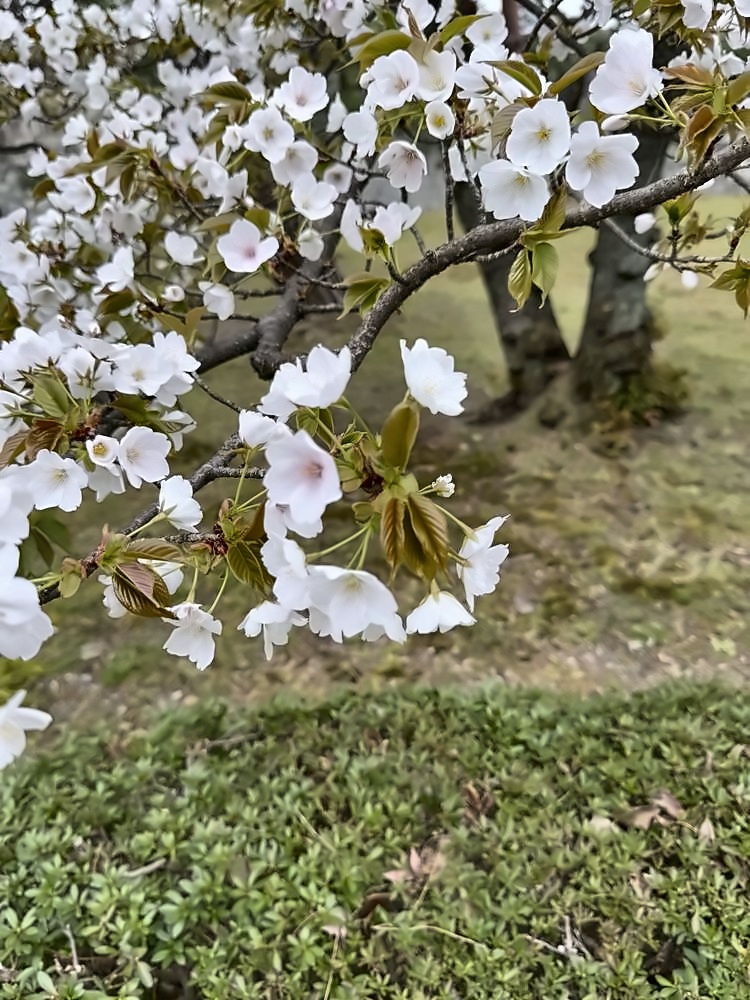 Kyoto