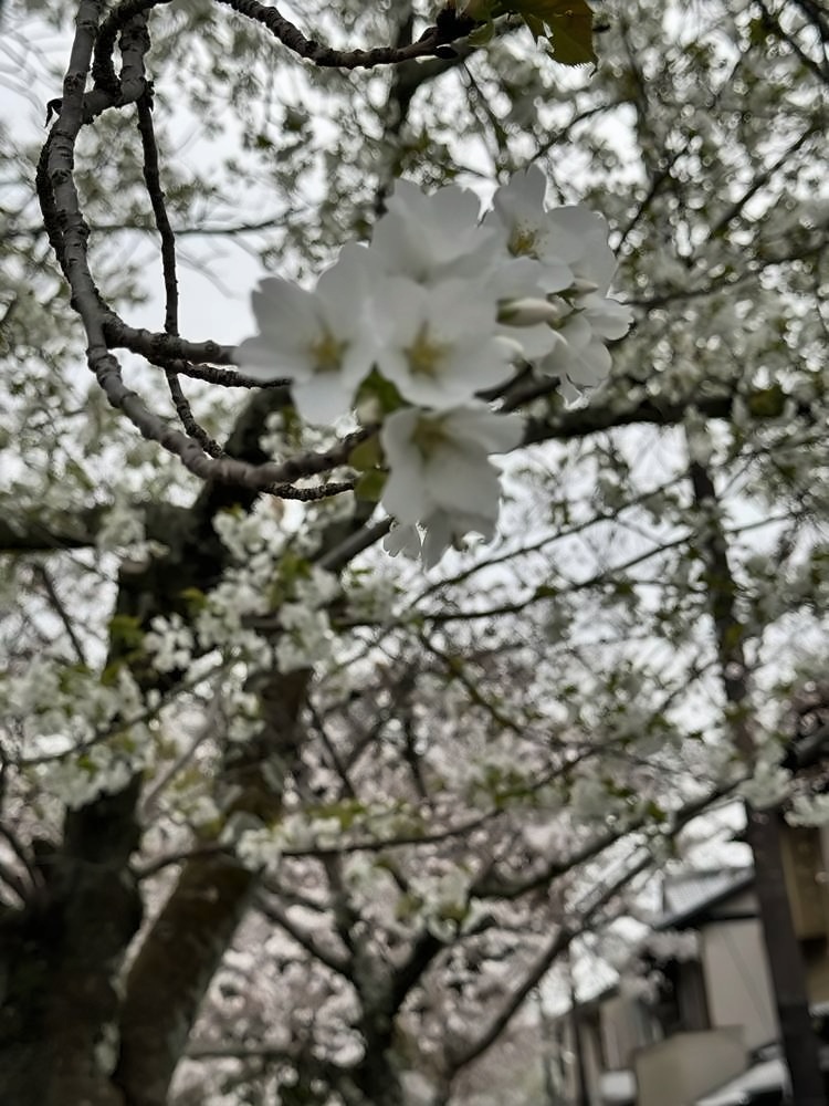 Kyoto