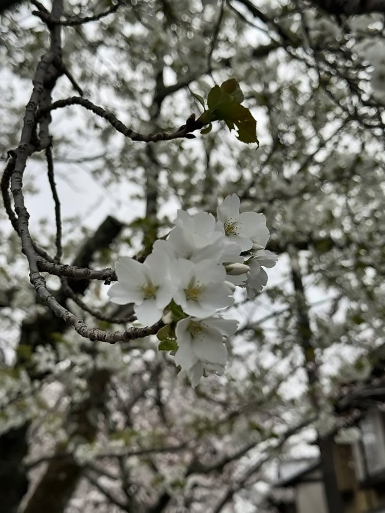 Kyoto