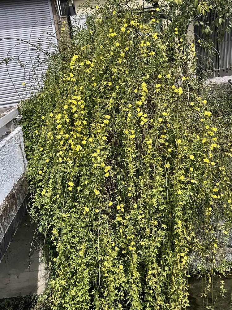 Kyoto