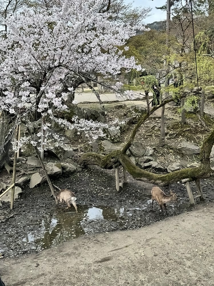 Nara