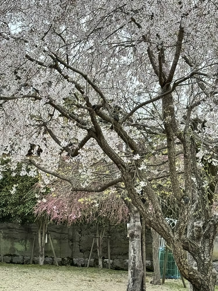 Nara