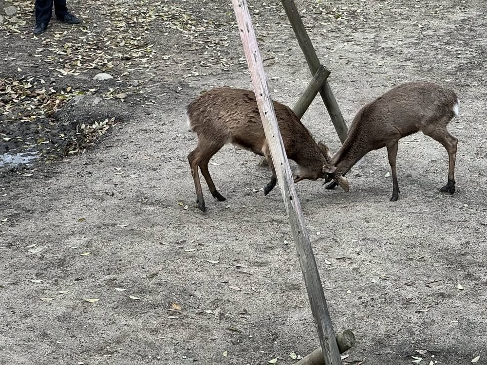 Nara