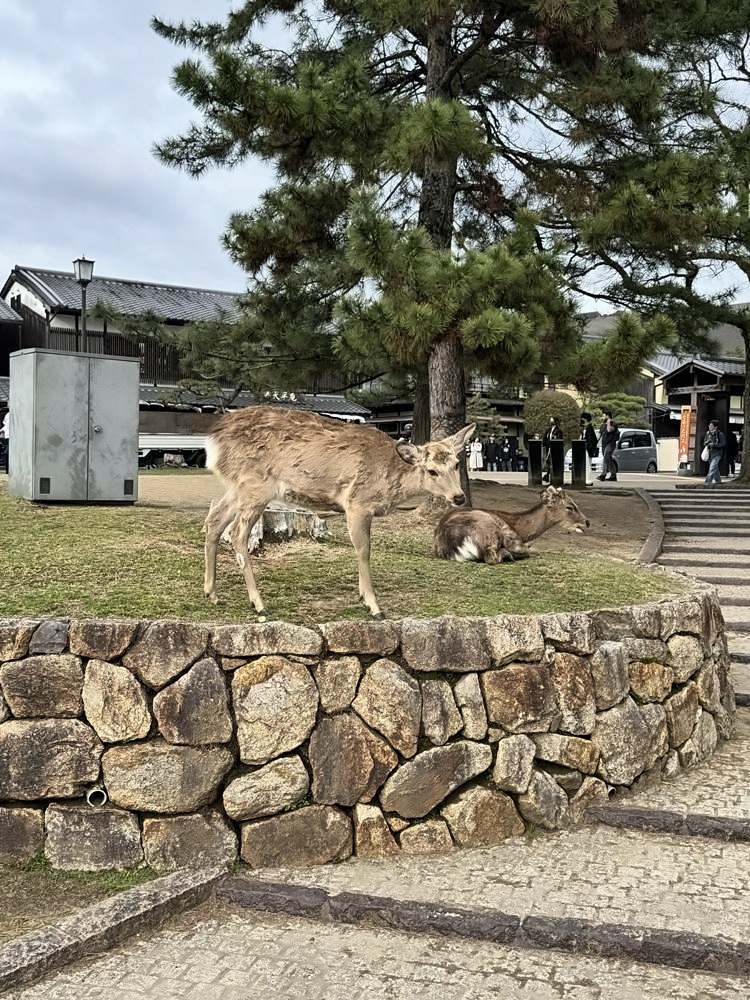 Nara