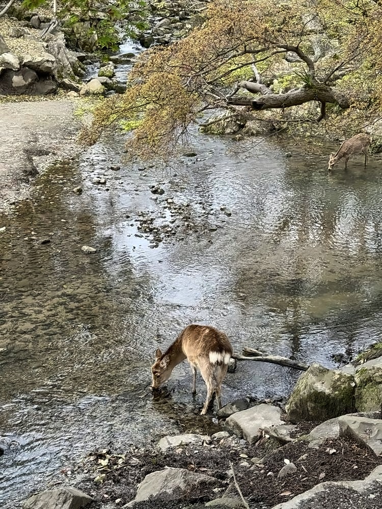 Nara