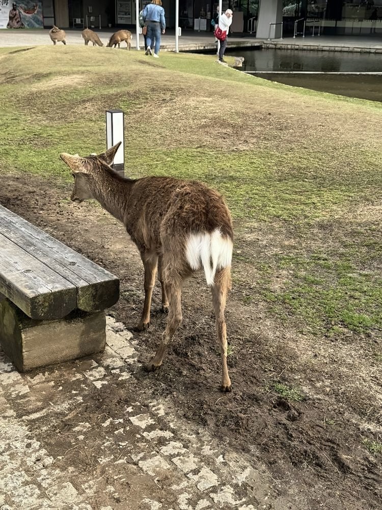Nara