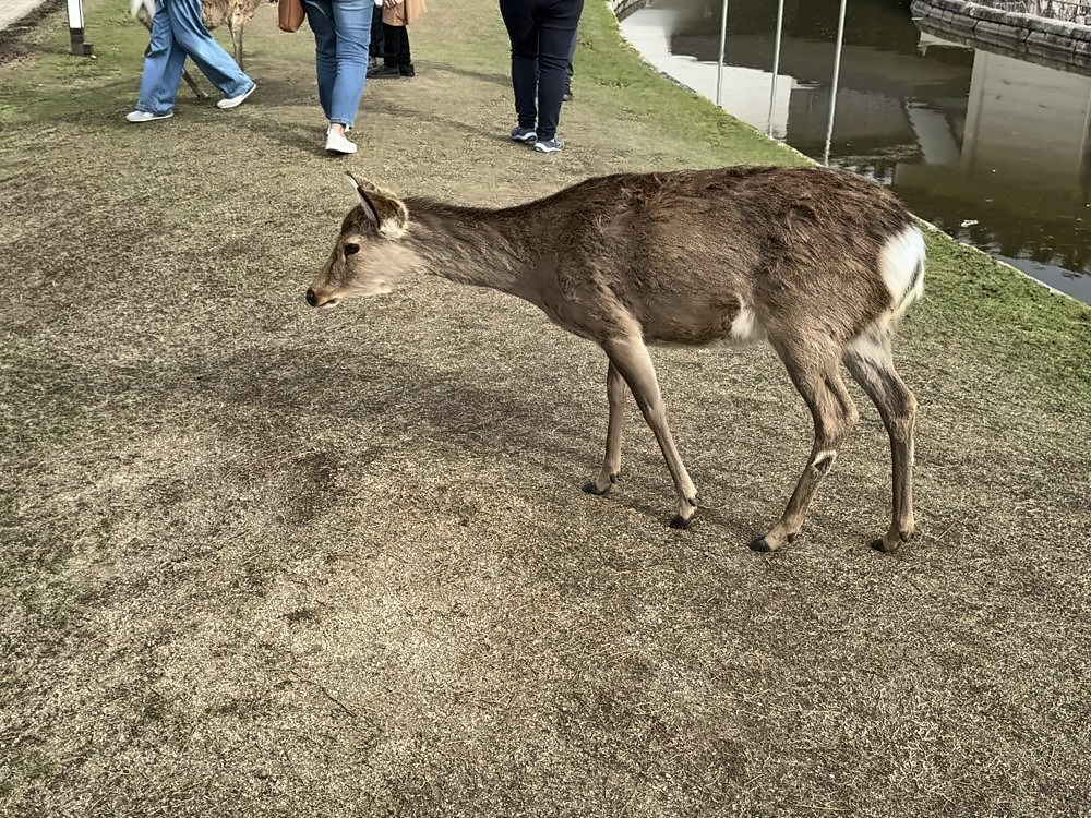 Nara