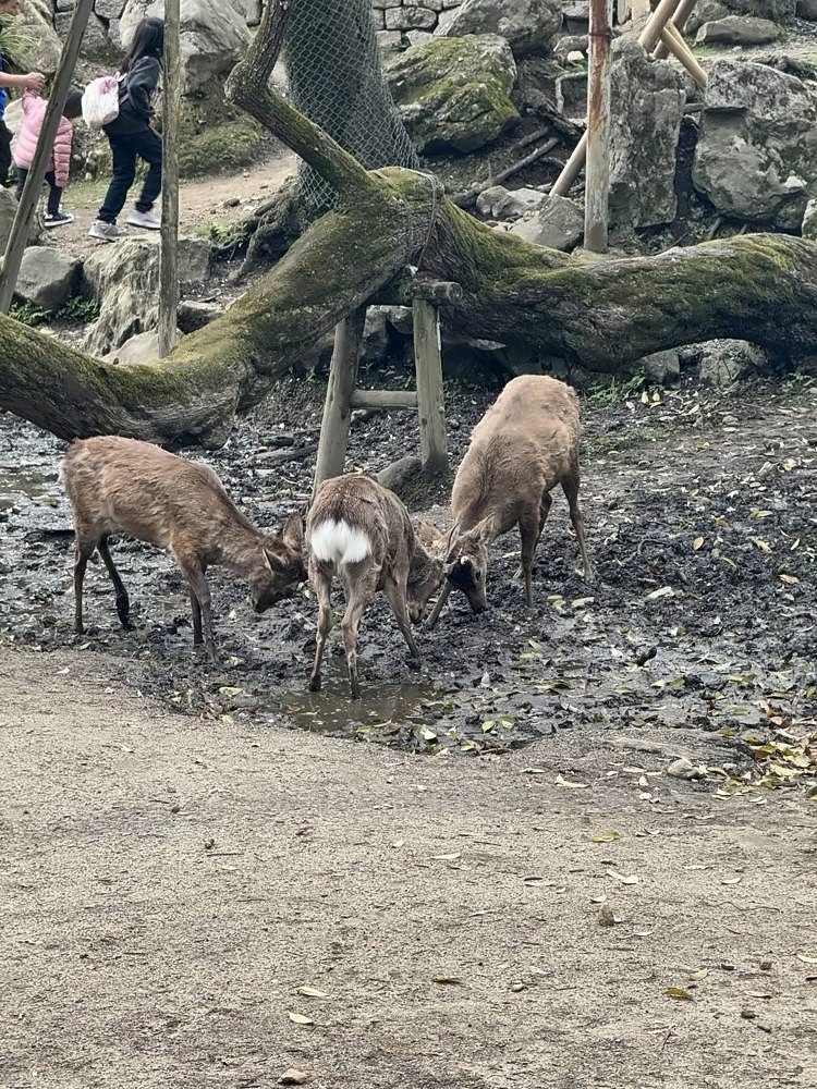 Nara