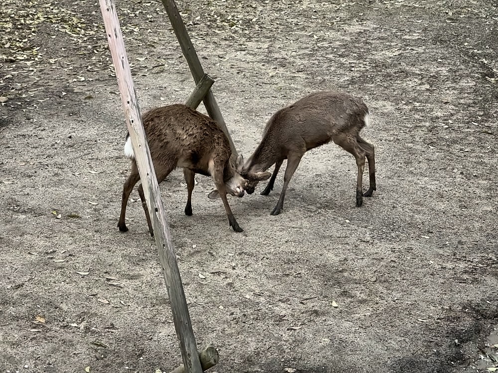 Nara