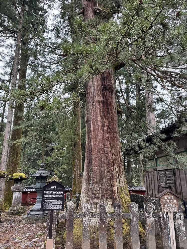 Nikko