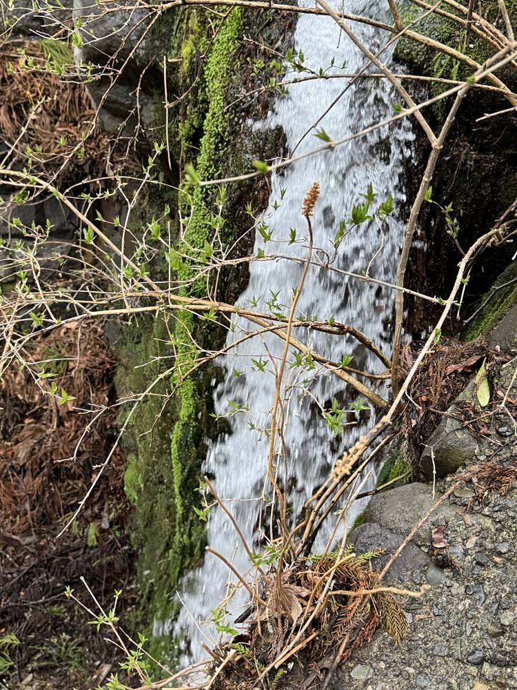 Nikko