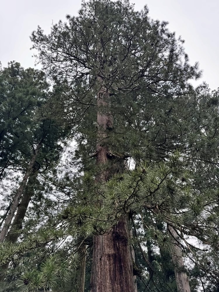 Nikko