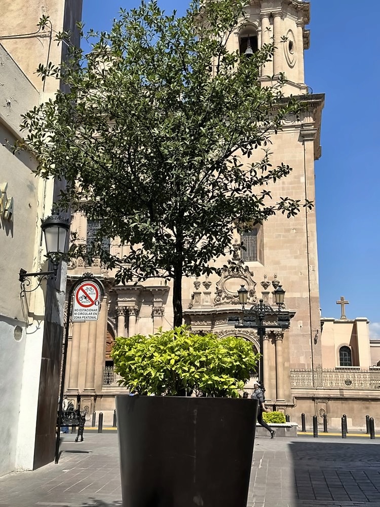 León
