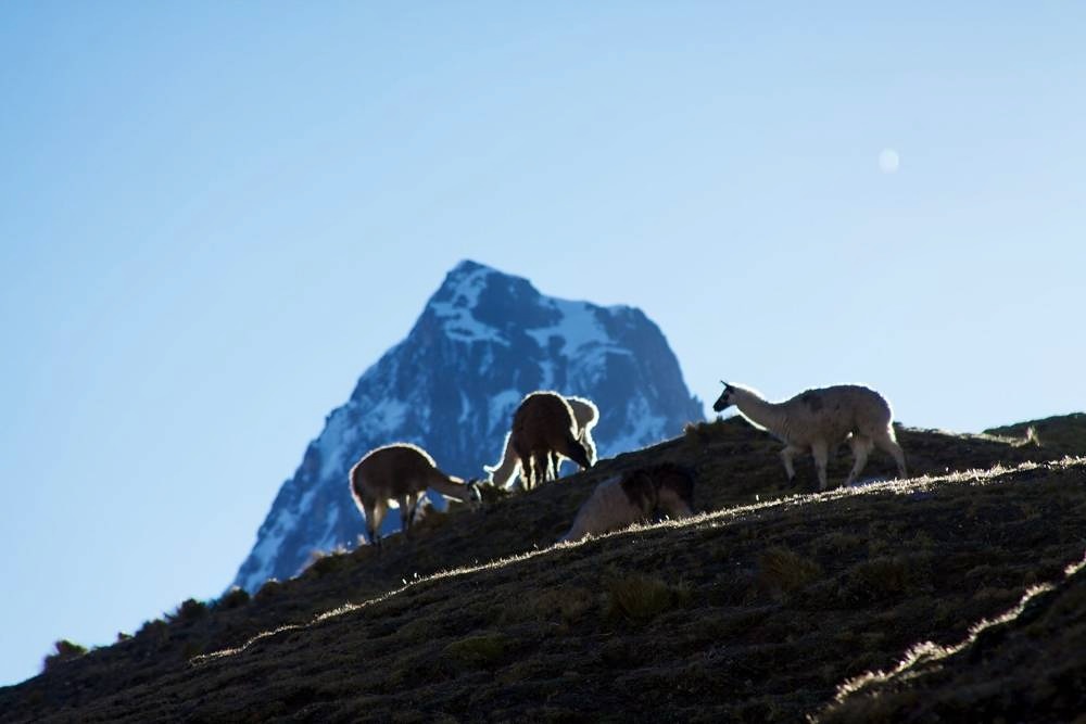 Lares