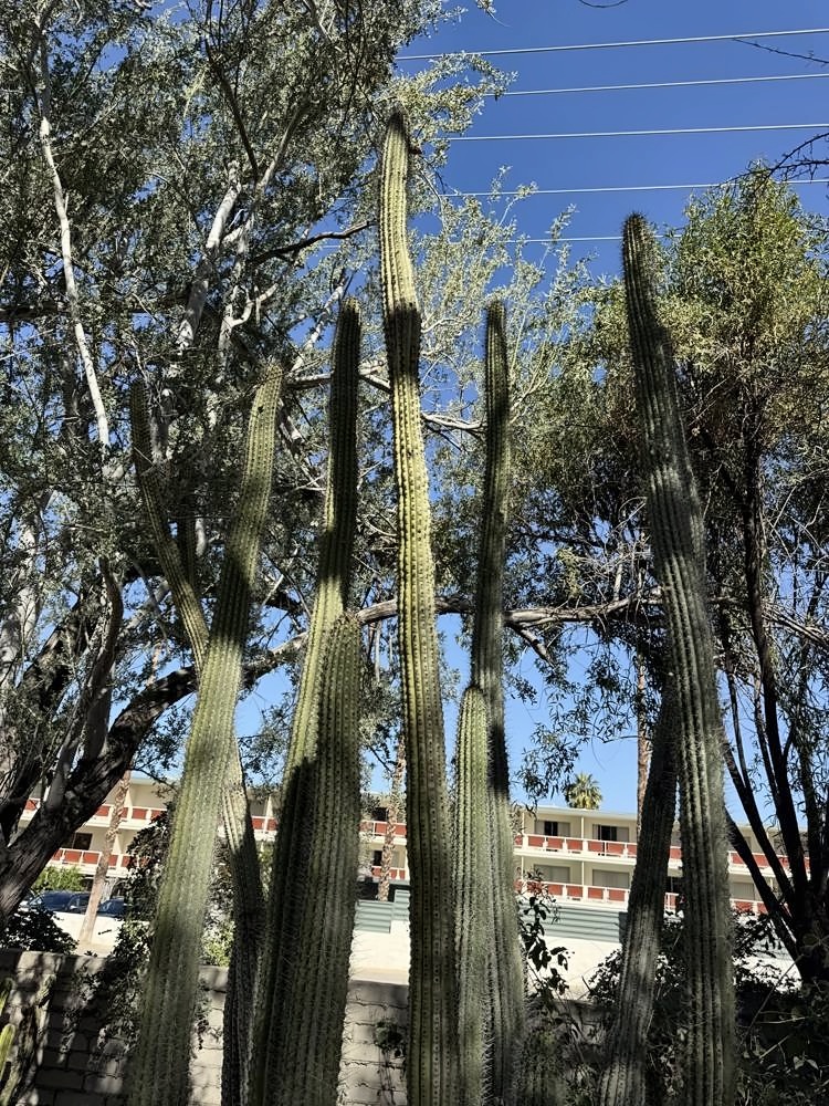 Palm Springs