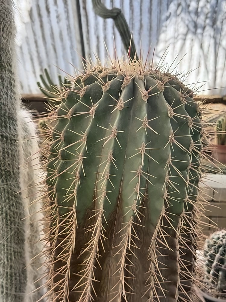 Palm Springs