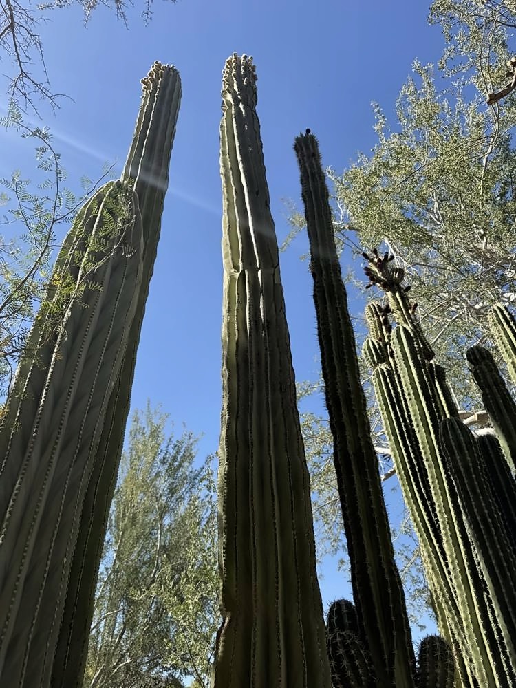 Palm Springs