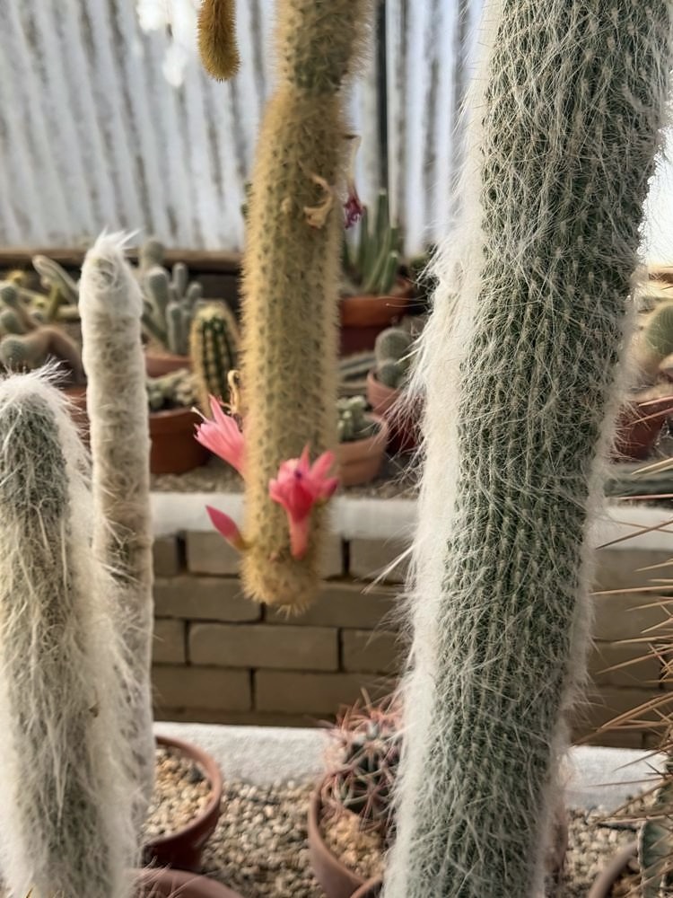 Palm Springs